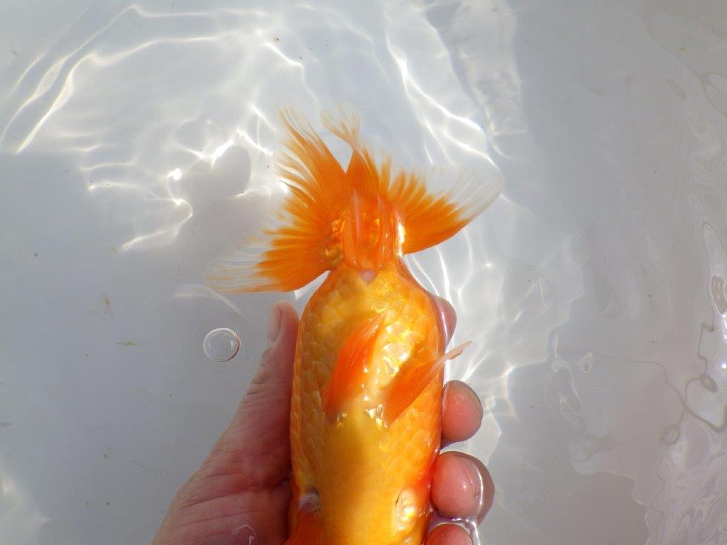 【全国大会東大関獲得系統 】迫力ある雰囲気が楽しめる 明け二歳らんちゅう 約17,5㎝  メス？