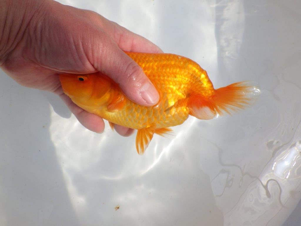 【全国大会東大関獲得系統 】迫力ある雰囲気が楽しめる 明け二歳らんちゅう 約17,5㎝  メス？