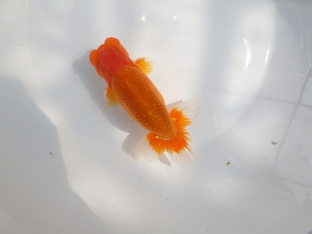 【全国大会東大関獲得系統 】上見最高!今後の成長に期待の明け二歳らんちゅう 約16㎝ オス