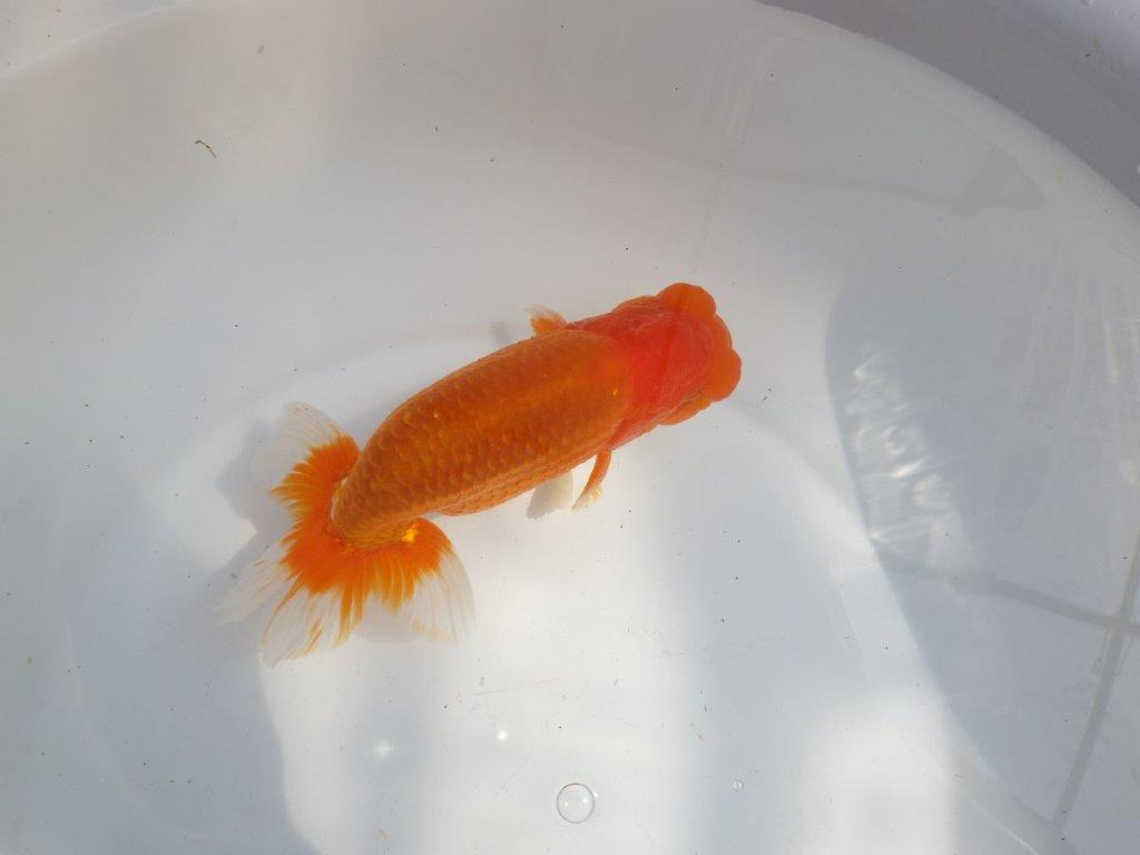 【全国大会東大関獲得系統 】上見最高!今後の成長に期待の明け二歳らんちゅう 約16㎝ オス