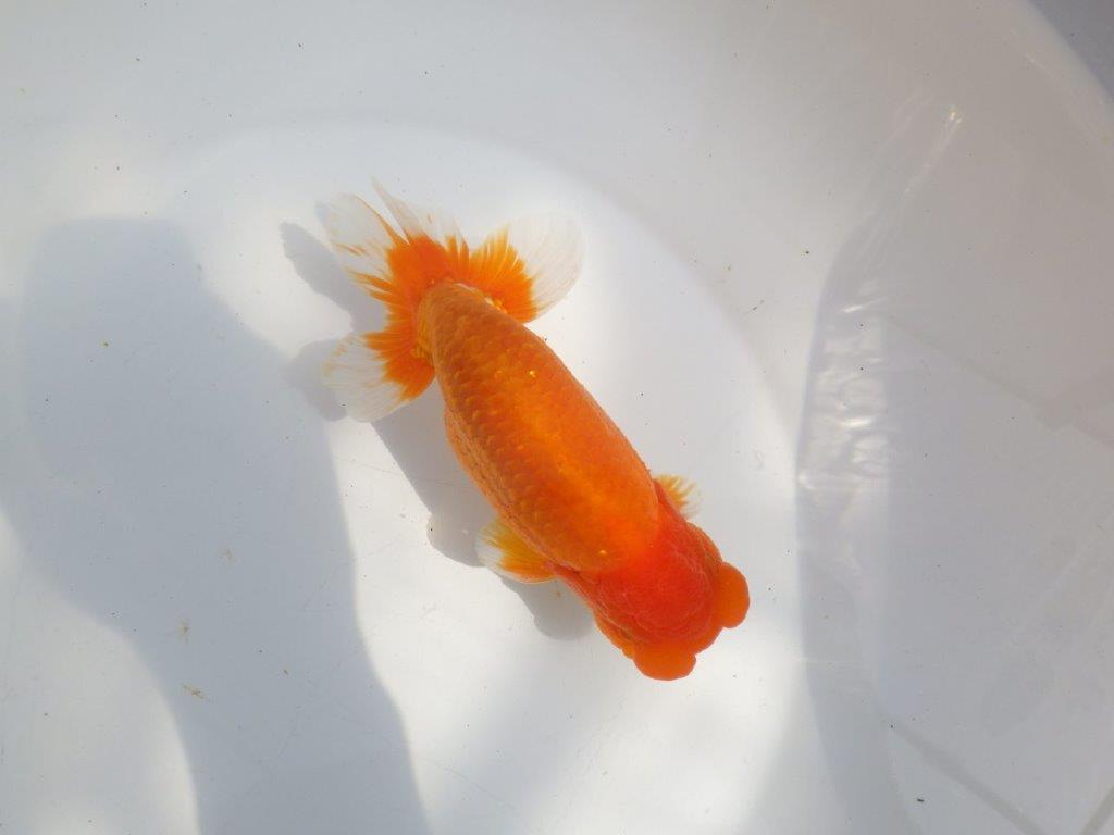 【全国大会東大関獲得系統 】上見最高!今後の成長に期待の明け二歳らんちゅう 約16㎝ オス