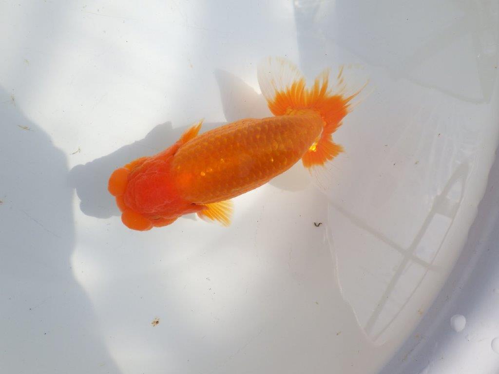 【全国大会東大関獲得系統 】上見最高!今後の成長に期待の明け二歳らんちゅう 約16㎝ オス