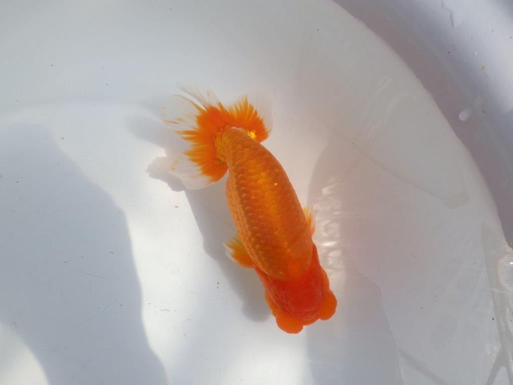 【全国大会東大関獲得系統 】上見最高!今後の成長に期待の明け二歳らんちゅう 約16㎝ オス