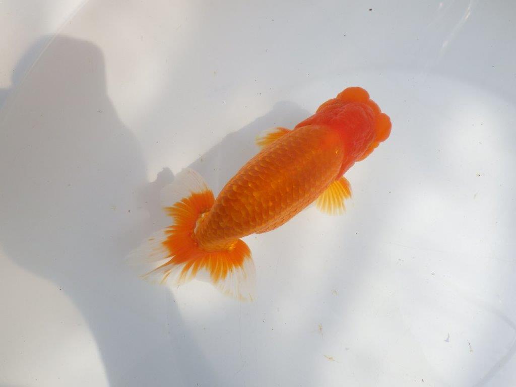 【全国大会東大関獲得系統 】上見最高!今後の成長に期待の明け二歳らんちゅう 約16㎝ オス