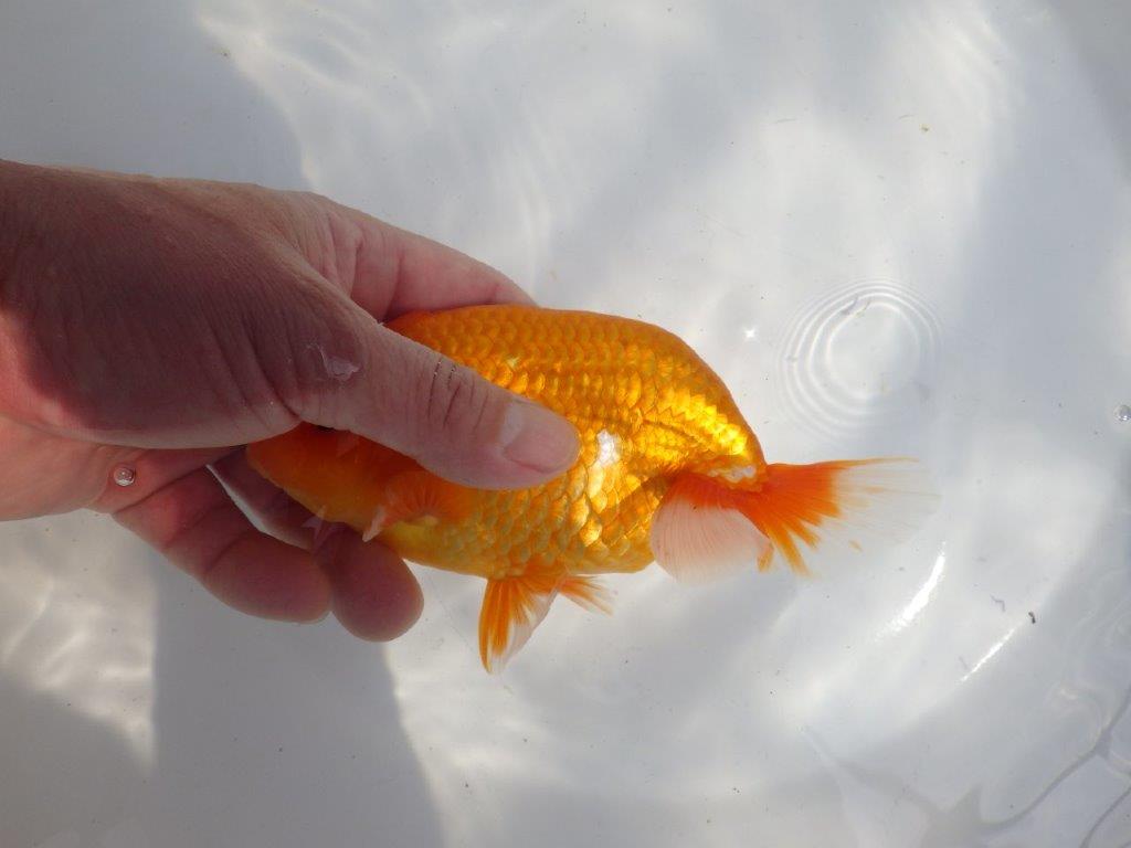 【全国大会東大関獲得系統 】上見最高!今後の成長に期待の明け二歳らんちゅう 約16㎝ オス