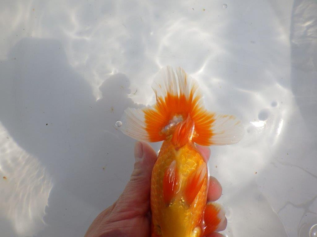 【全国大会東大関獲得系統 】上見最高!今後の成長に期待の明け二歳らんちゅう 約16㎝ オス