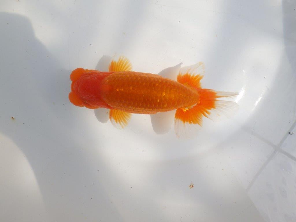 【全国大会東大関獲得系統 】上見最高!今後の成長に期待の明け二歳らんちゅう 約16㎝ オス