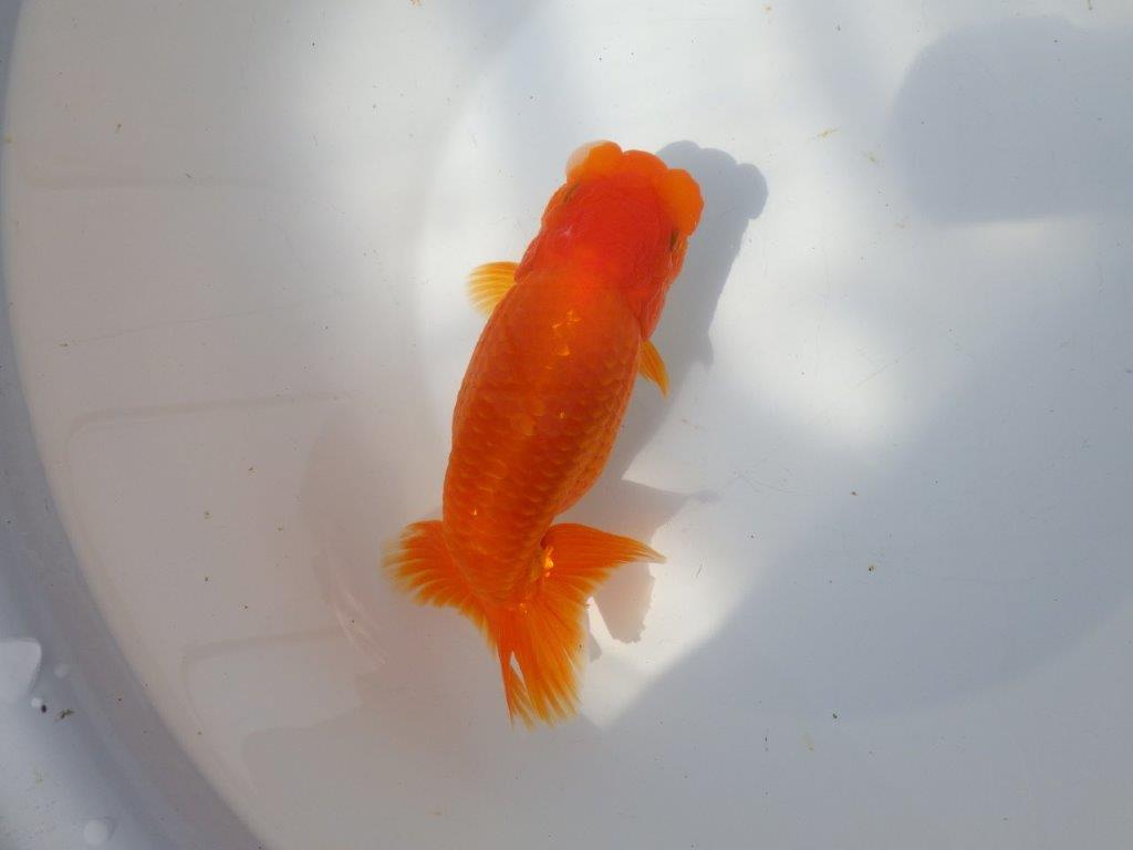 【全国大会東大関獲得系統 】大迫力！親まで飼い込み！明け二歳らんちゅう 約17㎝  メス？