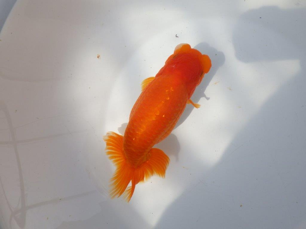 【全国大会東大関獲得系統 】大迫力！親まで飼い込み！明け二歳らんちゅう 約17㎝  メス？