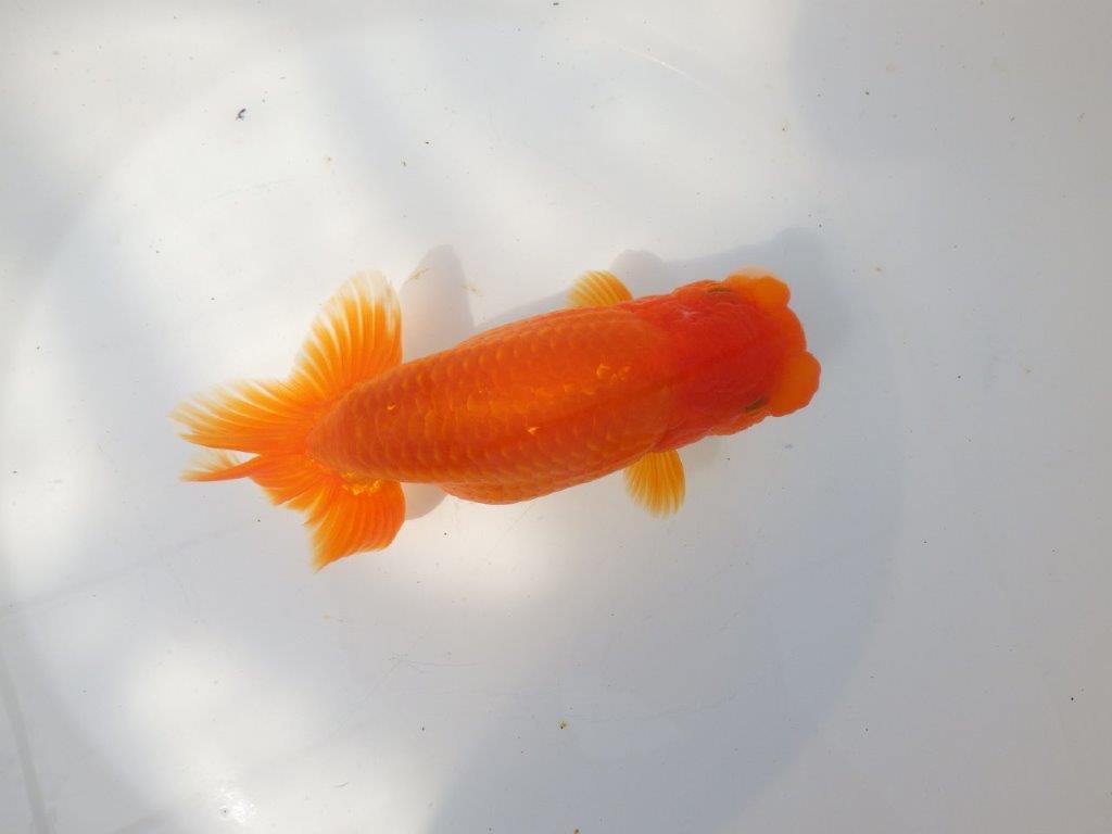 【全国大会東大関獲得系統 】大迫力！親まで飼い込み！明け二歳らんちゅう 約17㎝  メス？の上身