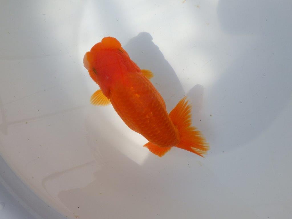 【全国大会東大関獲得系統 】大迫力！親まで飼い込み！明け二歳らんちゅう 約17㎝  メス？