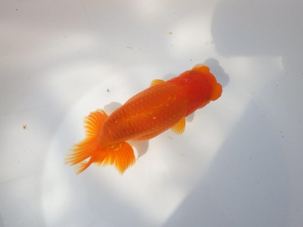 【全国大会東大関獲得系統 】大迫力！親まで飼い込み！明け二歳らんちゅう 約17㎝  メス？