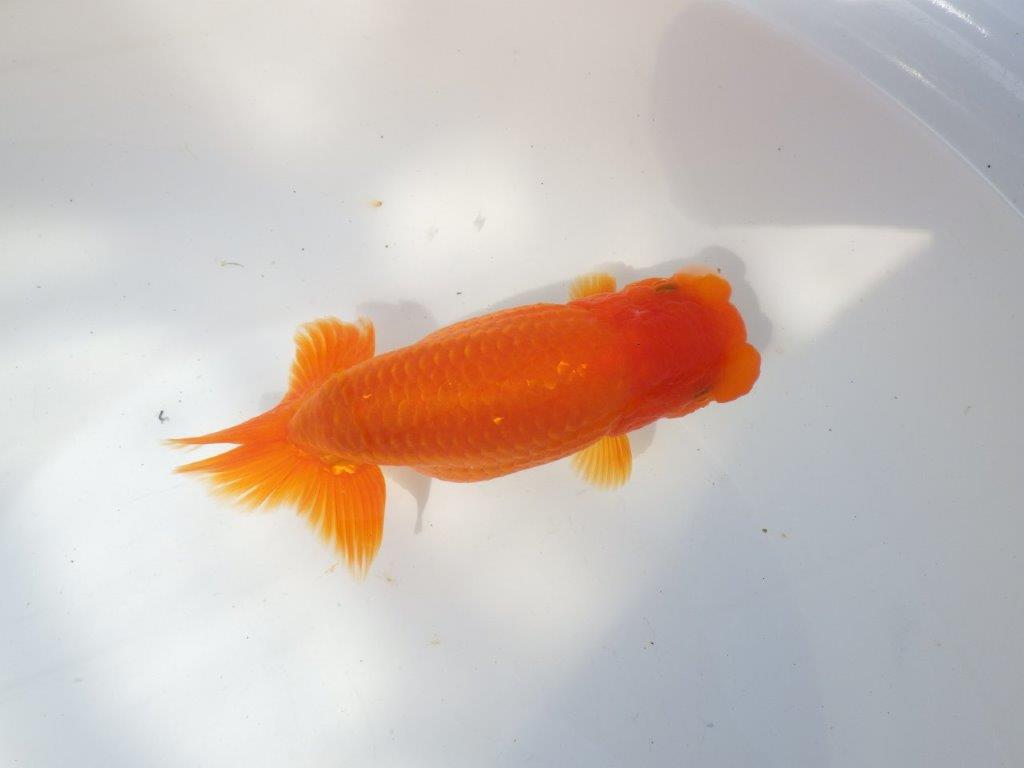 【全国大会東大関獲得系統 】大迫力！親まで飼い込み！明け二歳らんちゅう 約17㎝  メス？