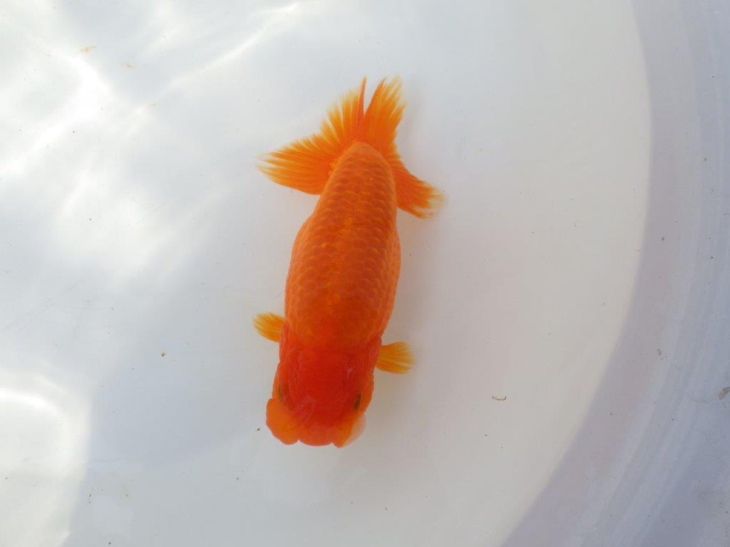 【全国大会東大関獲得系統 】大迫力！親まで飼い込み！明け二歳らんちゅう 約17㎝  メス？