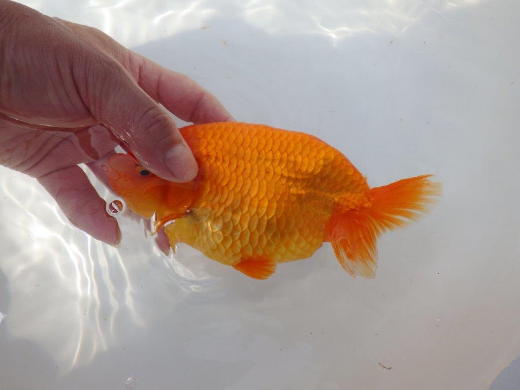 【全国大会東大関獲得系統 】大迫力！親まで飼い込み！明け二歳らんちゅう 約17㎝  メス？