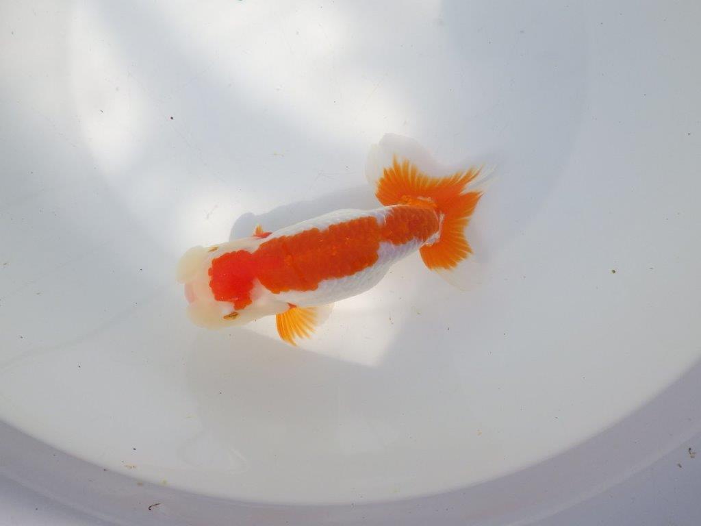 【全国大会東大関獲得系統 】目指せ品評大会！ 明け二歳らんちゅう 約16㎝  メス？