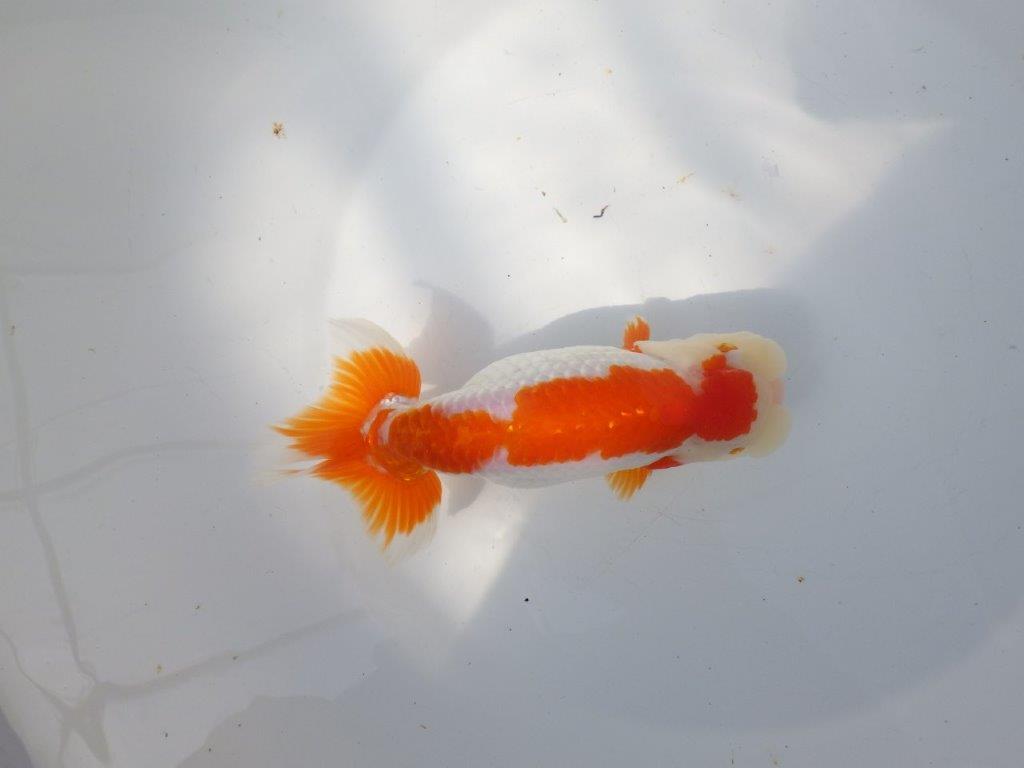 【全国大会東大関獲得系統 】目指せ品評大会！ 明け二歳らんちゅう 約16㎝  メス？