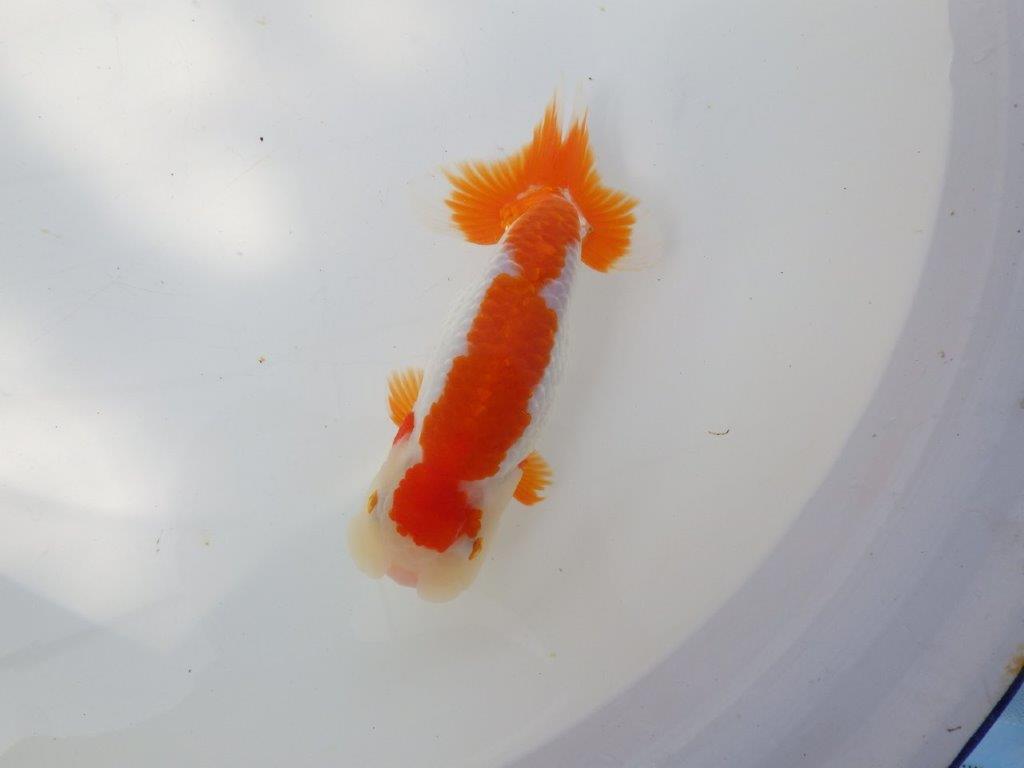 【全国大会東大関獲得系統 】目指せ品評大会！ 明け二歳らんちゅう 約16㎝  メス？