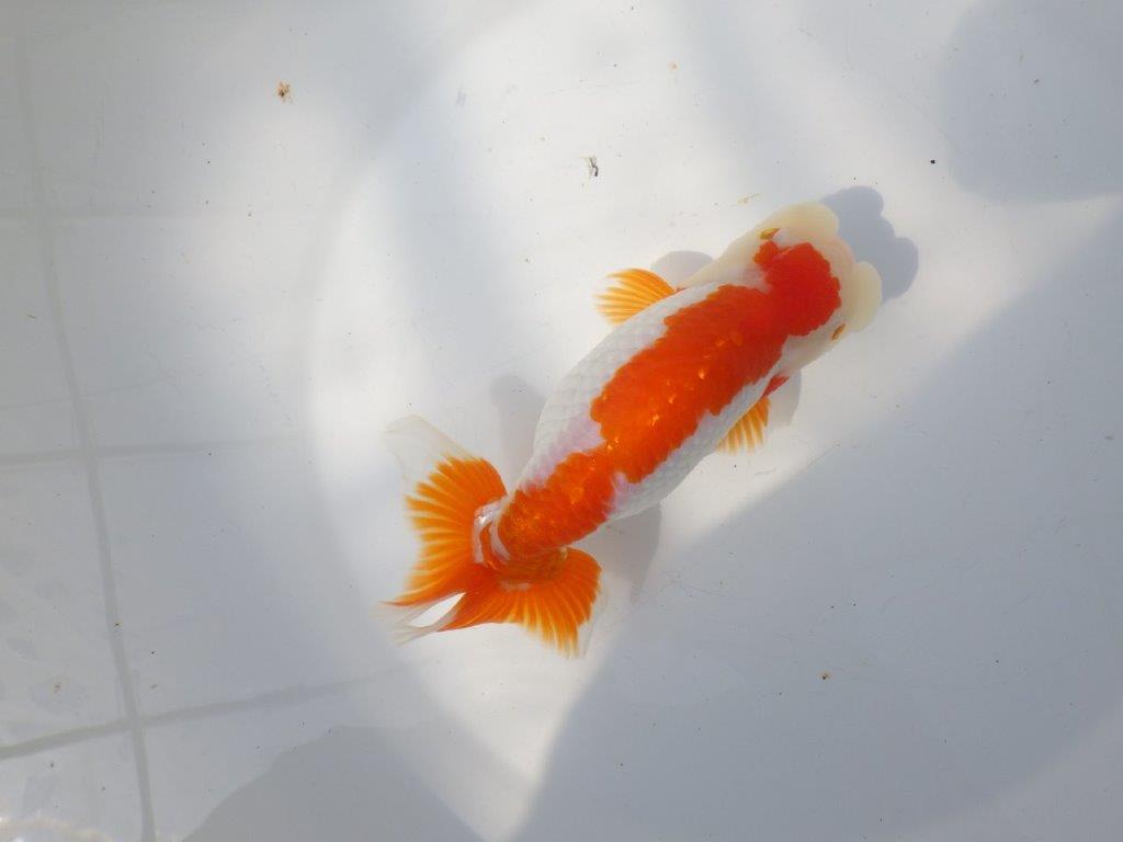 【全国大会東大関獲得系統 】目指せ品評大会！ 明け二歳らんちゅう 約16㎝  メス？