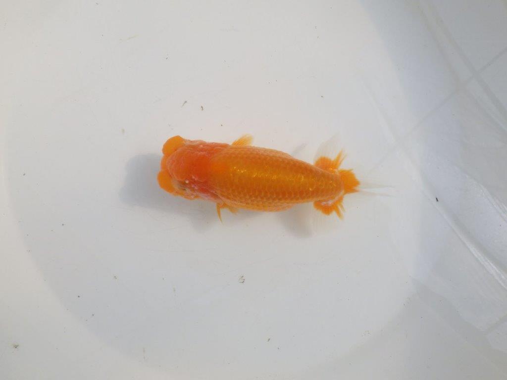 【愛知 伊藤孝広 氏】頭＆尾型の良い明け二歳らんちゅう約13,5cmメス？