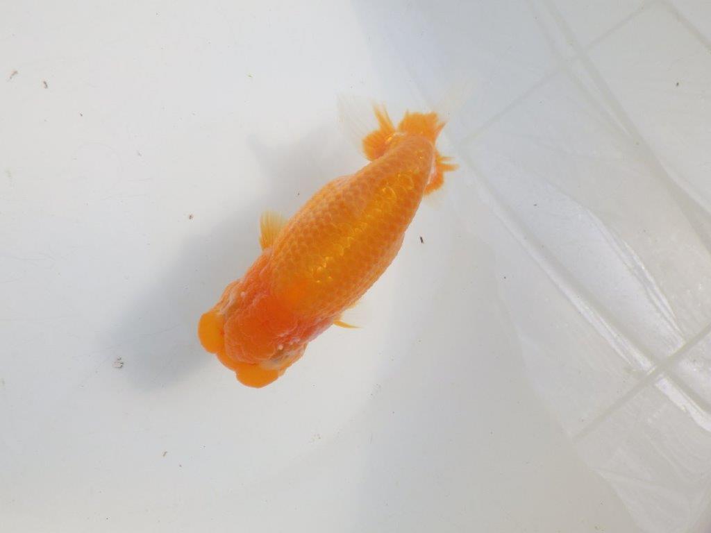 【愛知 伊藤孝広 氏】頭＆尾型の良い明け二歳らんちゅう約13,5cmメス？