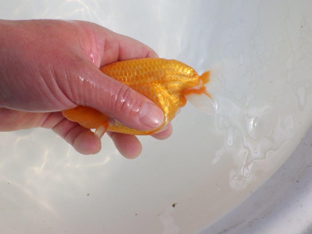 【愛知 伊藤孝広 氏】頭＆尾型の良い明け二歳らんちゅう約13,5cmメス？