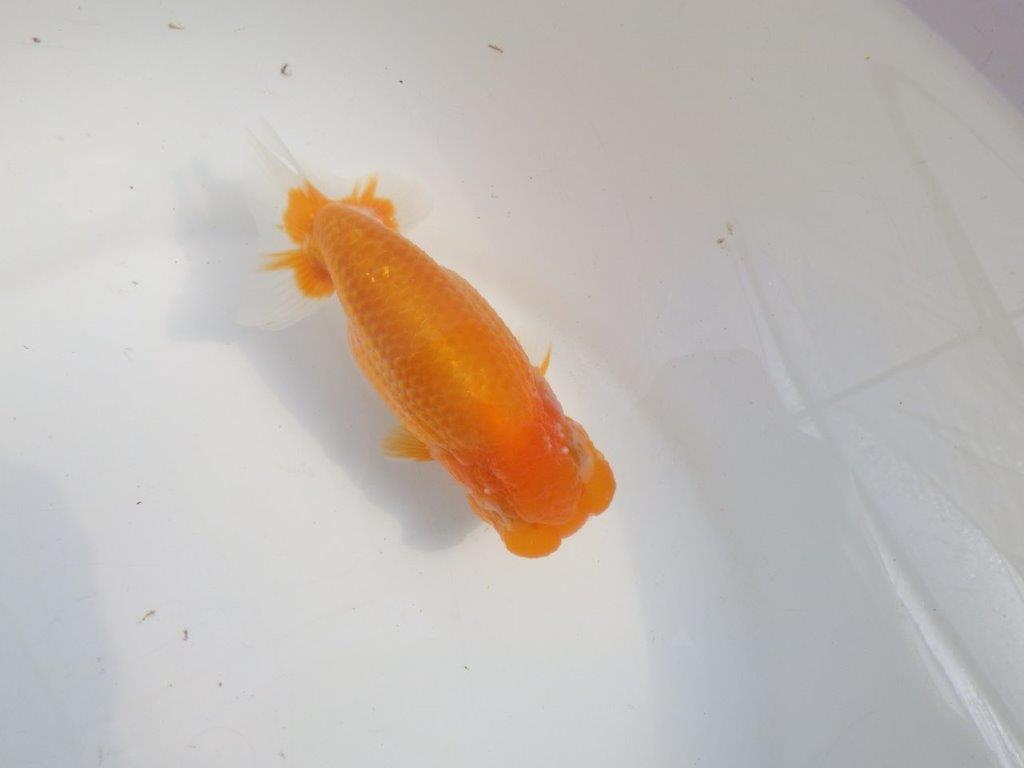 【愛知 伊藤孝広 氏】頭＆尾型の良い明け二歳らんちゅう約13,5cmメス？