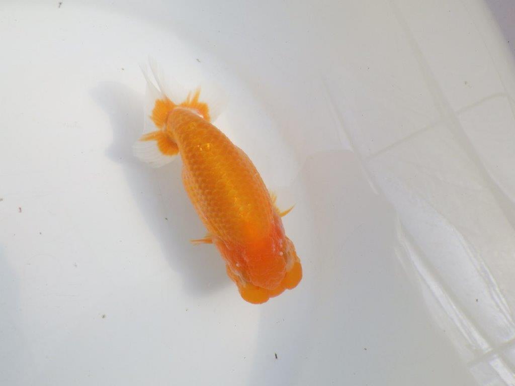 【愛知 伊藤孝広 氏】頭＆尾型の良い明け二歳らんちゅう約13,5cmメス？の上身