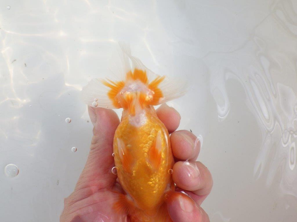 【愛知 伊藤孝広 氏】頭＆尾型の良い明け二歳らんちゅう約13,5cmメス？