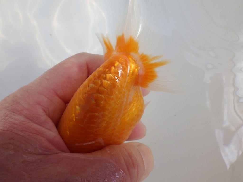 【愛知 伊藤孝広 氏】頭＆尾型の良い明け二歳らんちゅう約13,5cmメス？