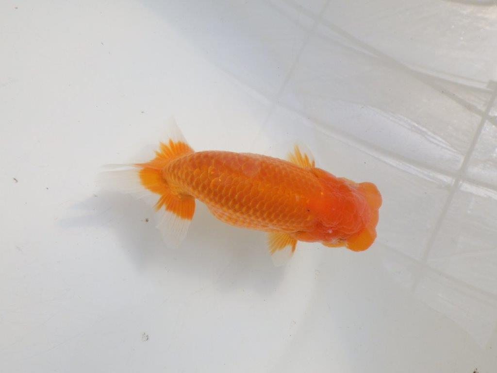 【愛知 伊藤孝広 氏】素晴らしいフンタン！！明け二歳らんちゅう約14cmオス？