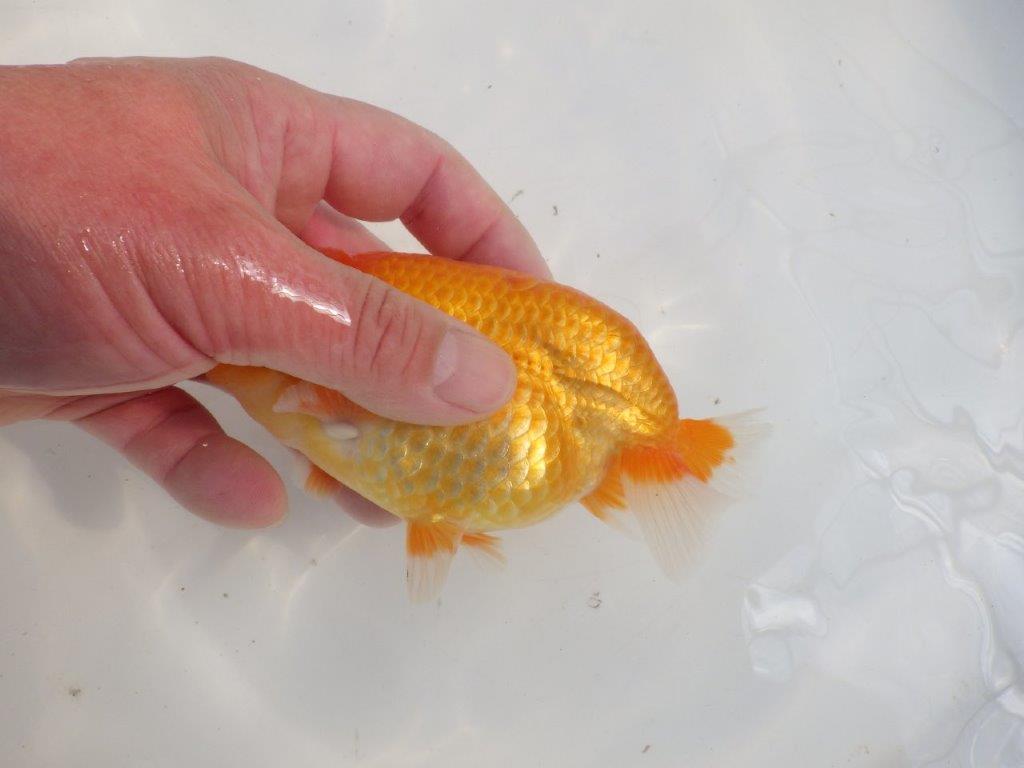 【愛知 伊藤孝広 氏】素晴らしいフンタン！！明け二歳らんちゅう約14cmオス？