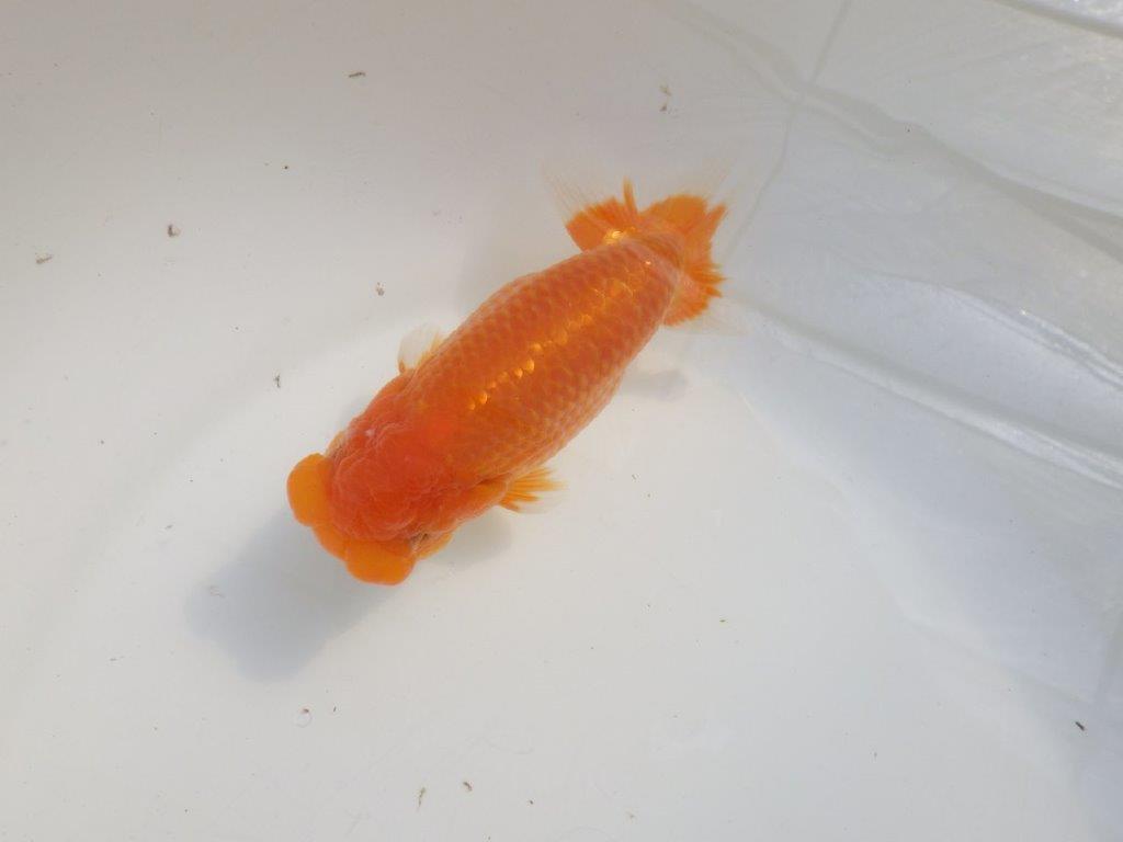 【愛知 伊藤孝広 氏】素晴らしいフンタン！！明け二歳らんちゅう約14cmオス？