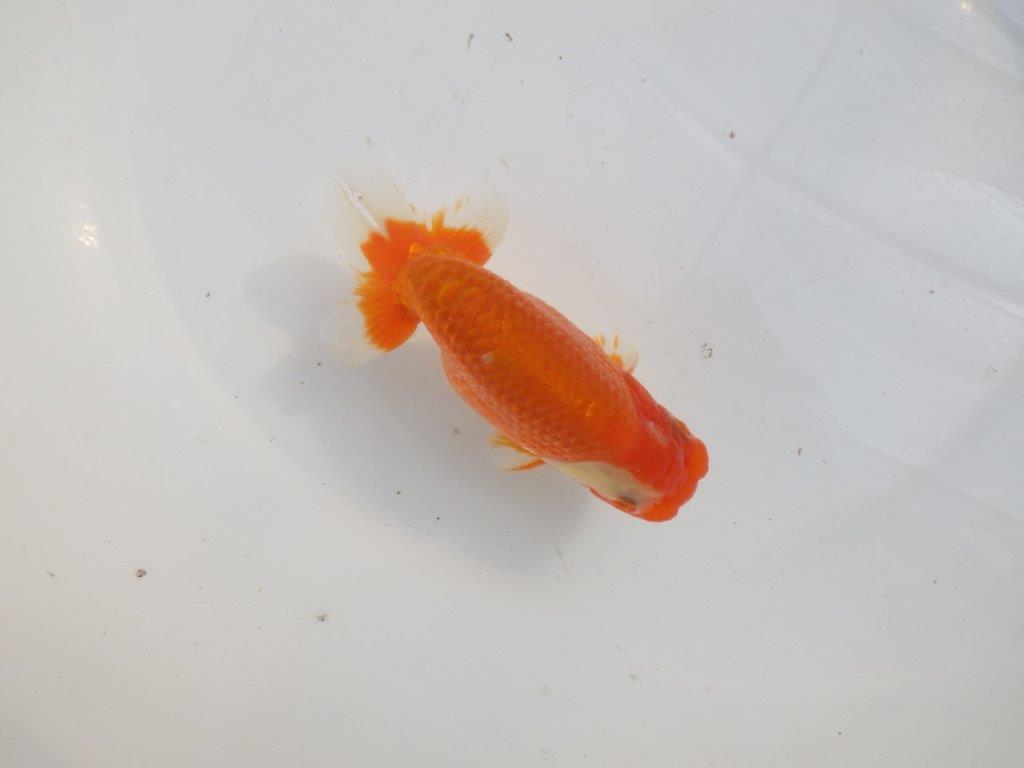 【愛知 伊藤孝広 氏】素晴らしい尾型・構え！！明け二歳らんちゅう約13cmオス