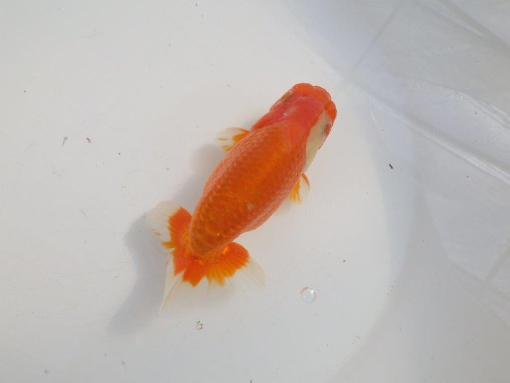 【愛知 伊藤孝広 氏】素晴らしい尾型・構え！！明け二歳らんちゅう約13cmオス