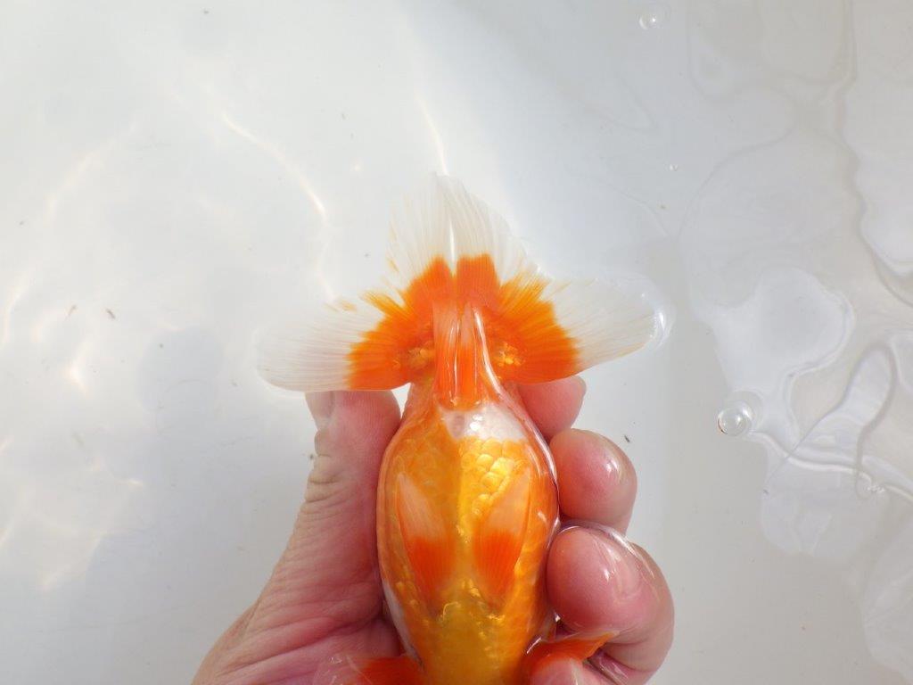 【愛知 伊藤孝広 氏】素晴らしい尾型・構え！！明け二歳らんちゅう約13cmオス