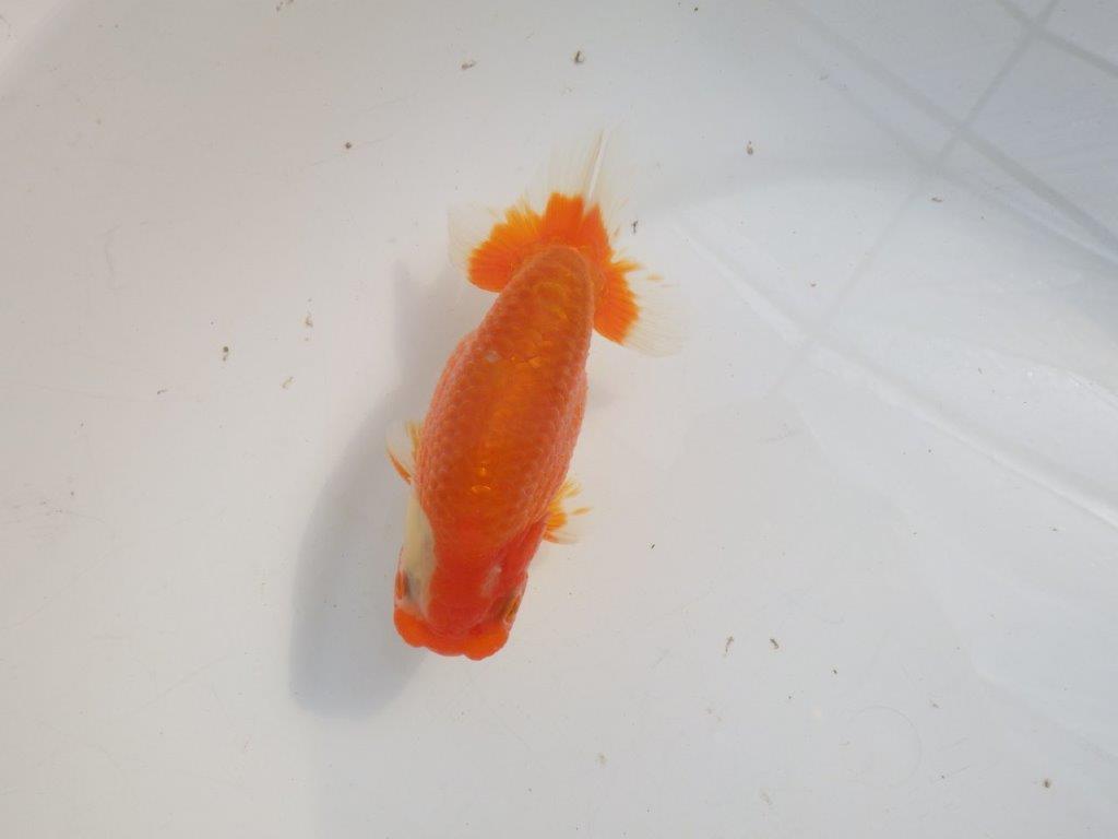 【愛知 伊藤孝広 氏】素晴らしい尾型・構え！！明け二歳らんちゅう約13cmオス