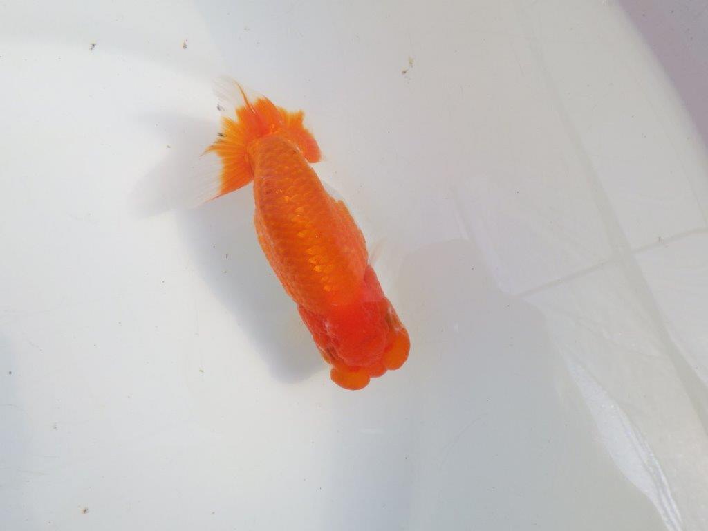 【愛知 伊藤孝広 氏】幅があり頭＆尾型の良い明け二歳らんちゅう約12cmメス？