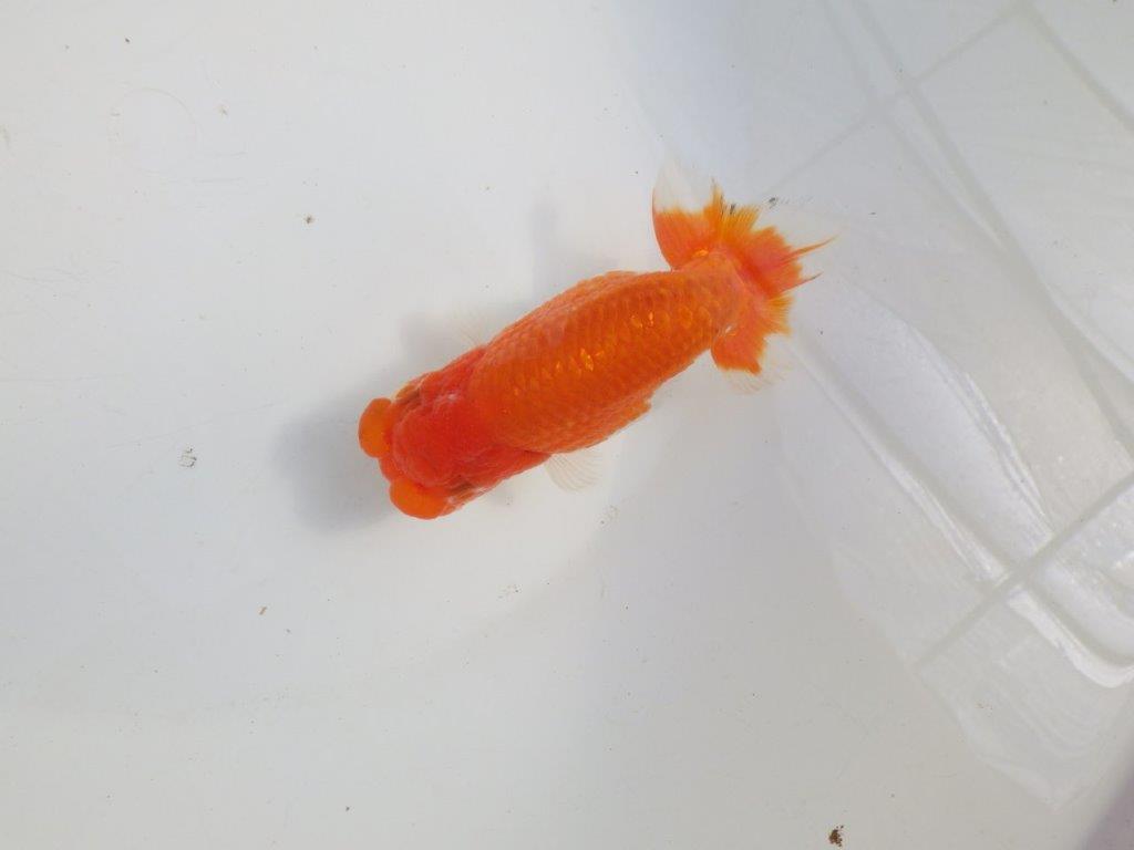 【愛知 伊藤孝広 氏】幅があり頭＆尾型の良い明け二歳らんちゅう約12cmメス？