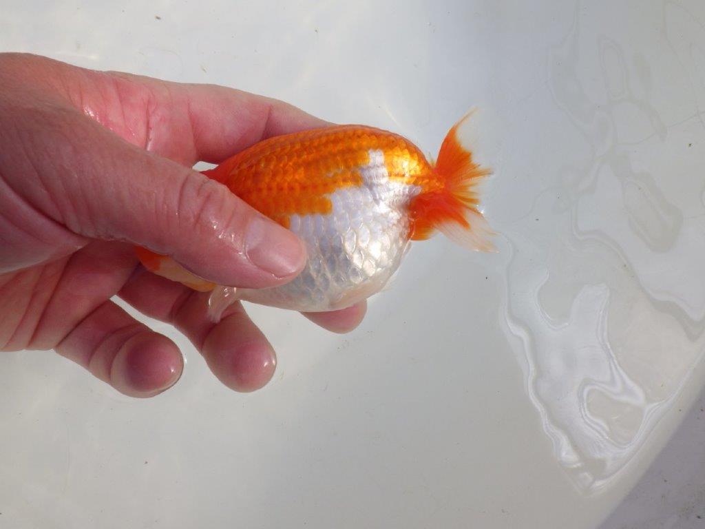 【愛知 伊藤孝広 氏】幅があり頭＆尾型の良い明け二歳らんちゅう約12cmメス？