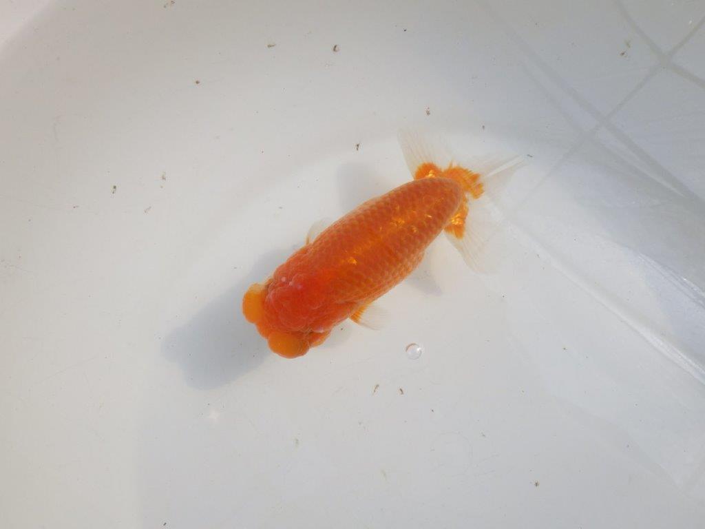 【愛知 伊藤孝広 氏】素晴らしいフンタン!!明け二歳らんちゅう約14cmオス