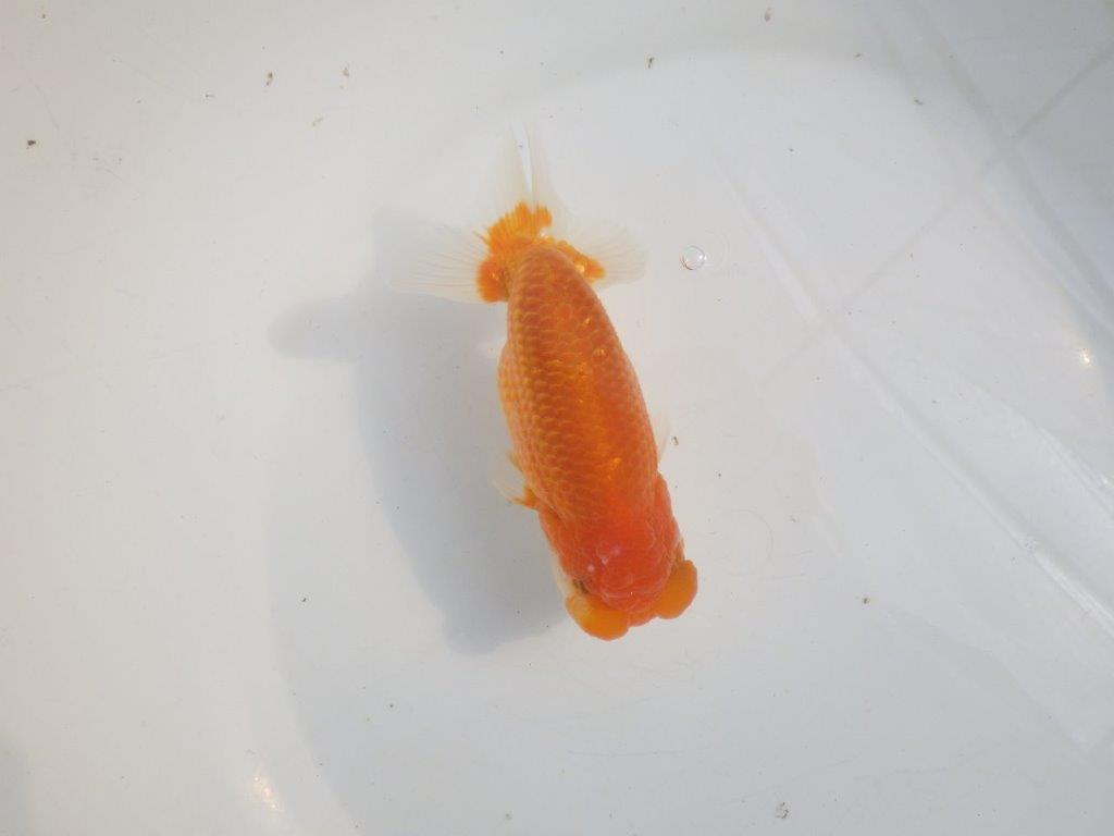 【愛知 伊藤孝広 氏】素晴らしいフンタン!!明け二歳らんちゅう約14cmオス