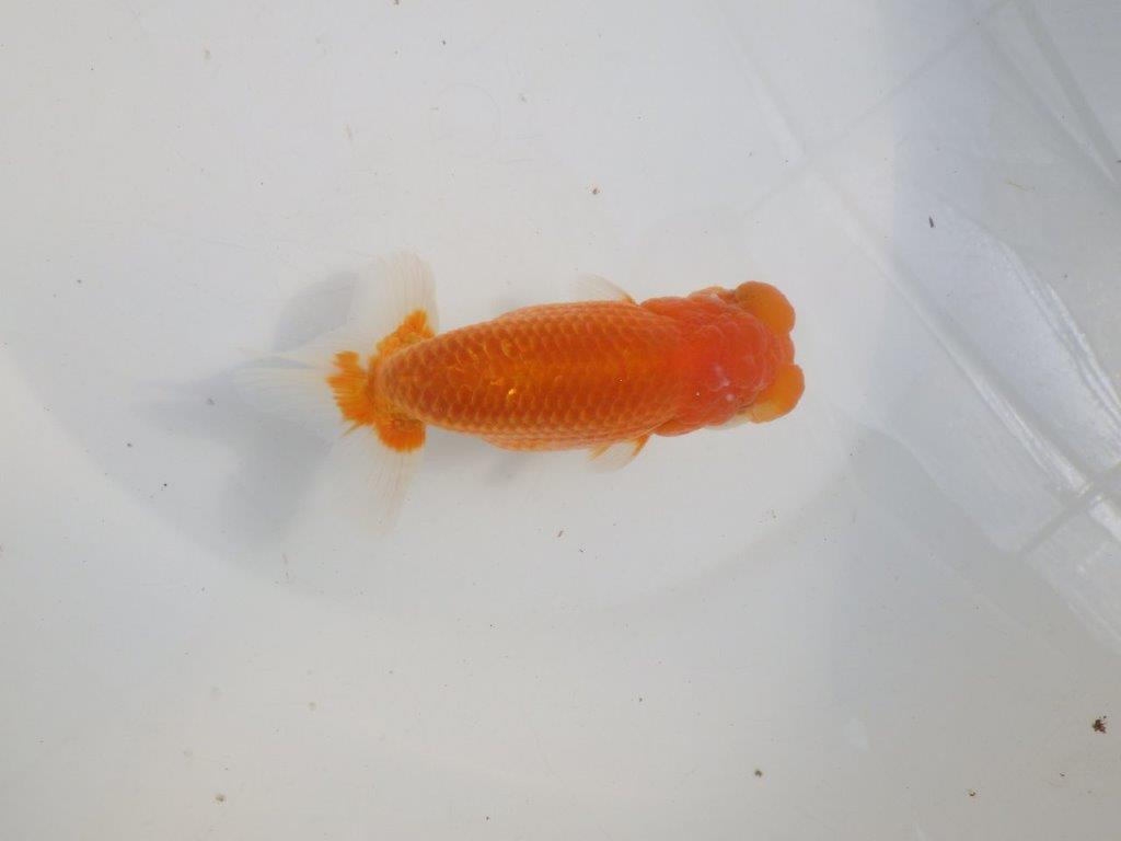 【愛知 伊藤孝広 氏】素晴らしいフンタン!!明け二歳らんちゅう約14cmオス