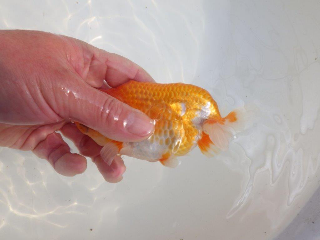 【愛知 伊藤孝広 氏】素晴らしいフンタン!!明け二歳らんちゅう約14cmオス