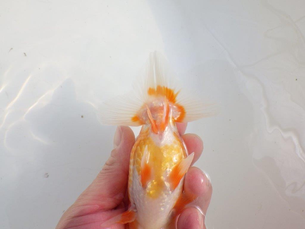 【愛知 伊藤孝広 氏】素晴らしいフンタン!!明け二歳らんちゅう約14cmオス