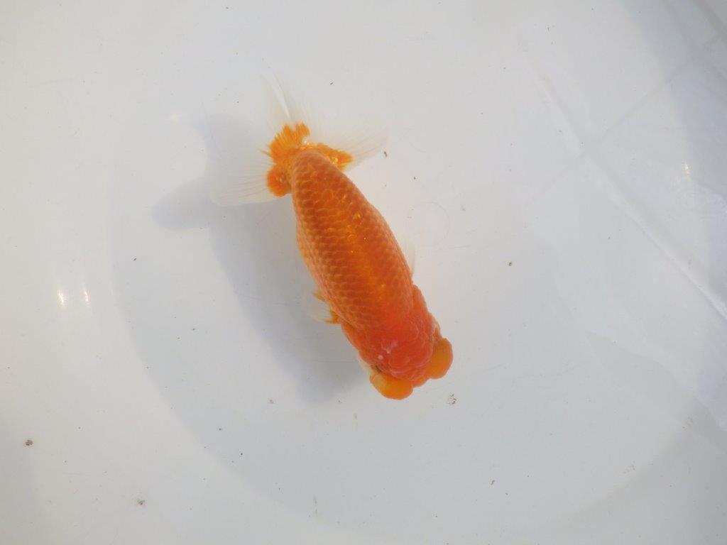 【愛知 伊藤孝広 氏】素晴らしいフンタン！！明け二歳らんちゅう約14cmオス