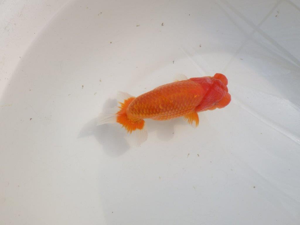 【愛知 伊藤孝広 氏】タネにお勧めポイント多数！！明け二歳らんちゅう約14,5cmオス