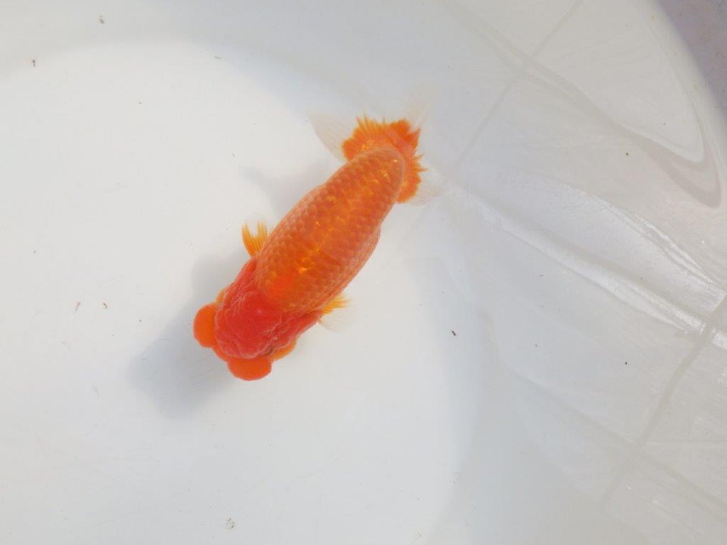 【愛知 伊藤孝広 氏】タネにお勧めポイント多数！！明け二歳らんちゅう約14,5cmオス