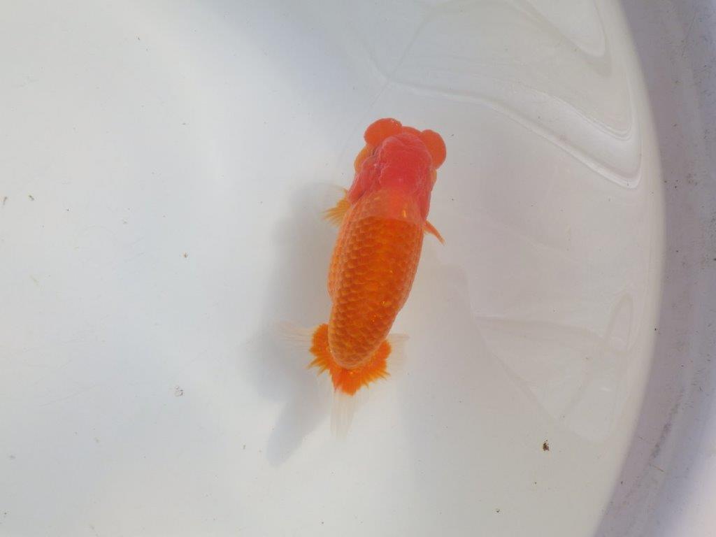 【愛知 伊藤孝広 氏】タネにお勧めポイント多数！！明け二歳らんちゅう約14,5cmオス