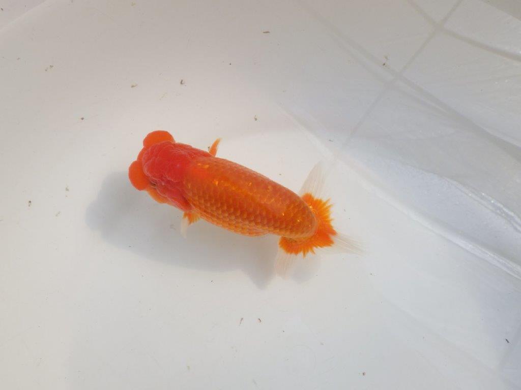 【愛知 伊藤孝広 氏】タネにお勧めポイント多数！！明け二歳らんちゅう約14,5cmオス